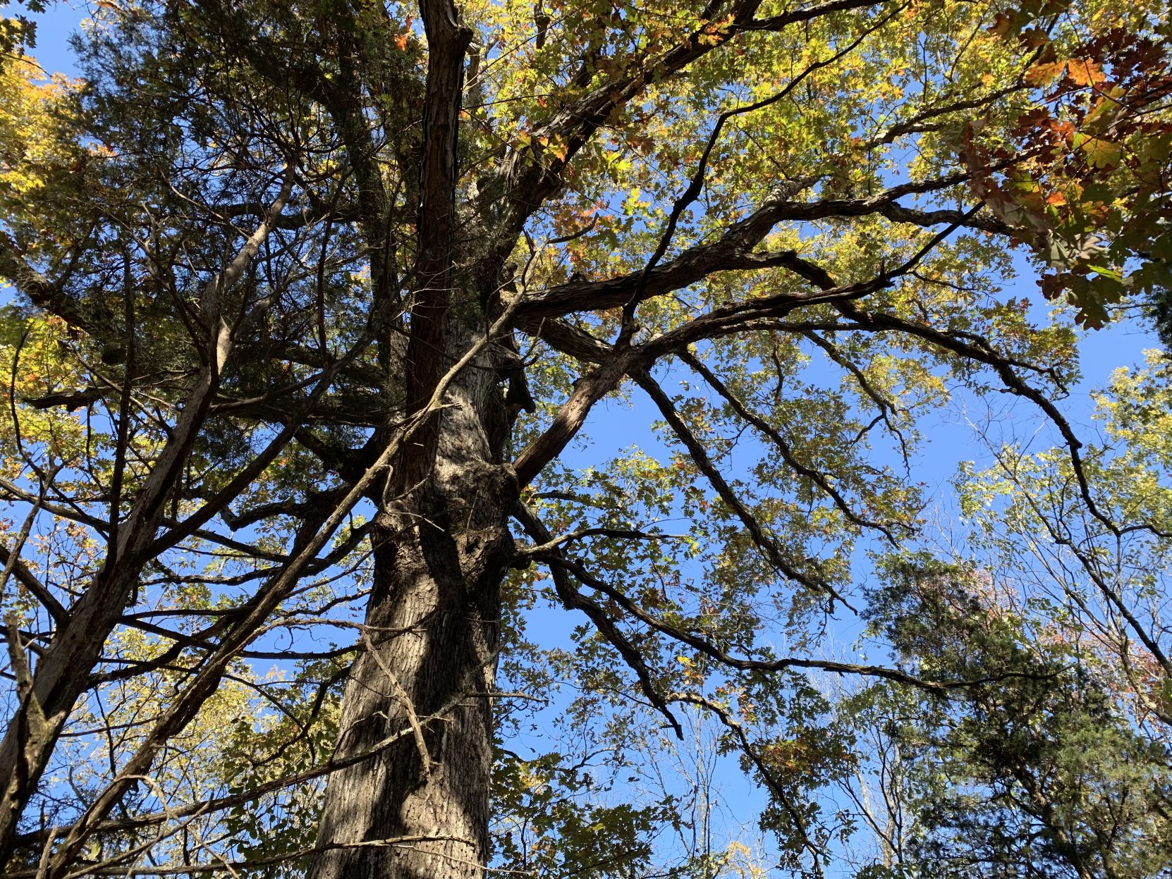 Maker's Mark White Oak Tree